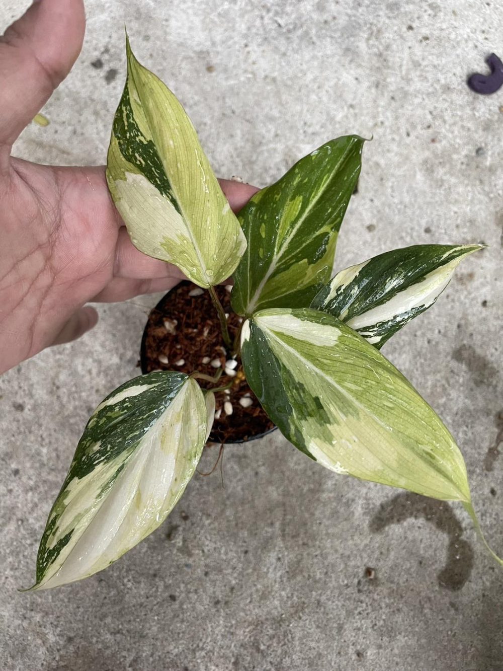 Philodendron Gloriosum Variegated 2