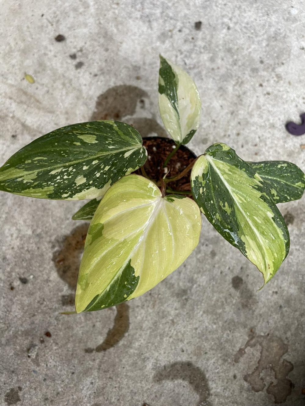 Philodendron Gloriosum Variegated 4