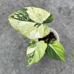 Philodendron Gloriosum Variegated