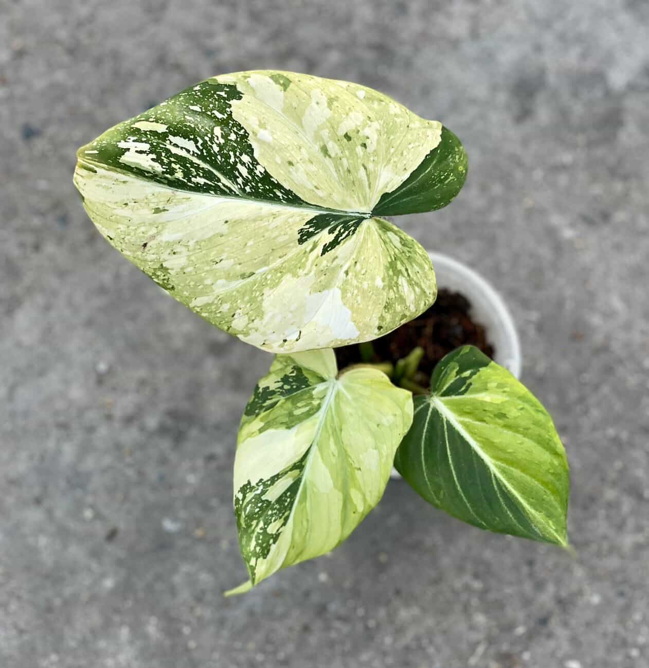 Philodendron Gloriosum Variegated