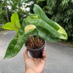 Philodendron Jennifer Variegated