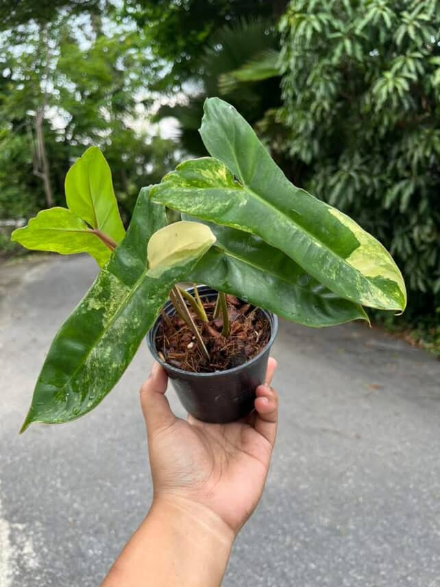 Philodendron Jennifer Variegated