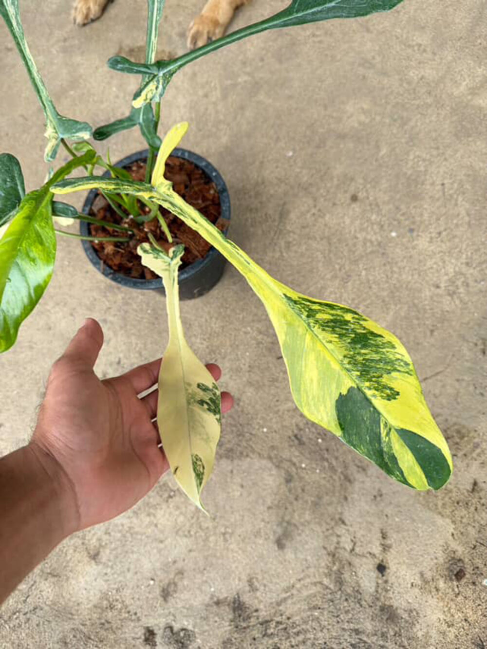 Philodendron Joepii Aurea Variegated - Image 8