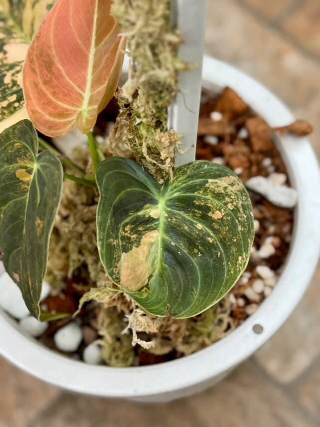 Philodendron Melano Orange Variegated | Melanochrysum Pink Variegated - Image 5