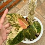 Philodendron Melano Orange Variegated