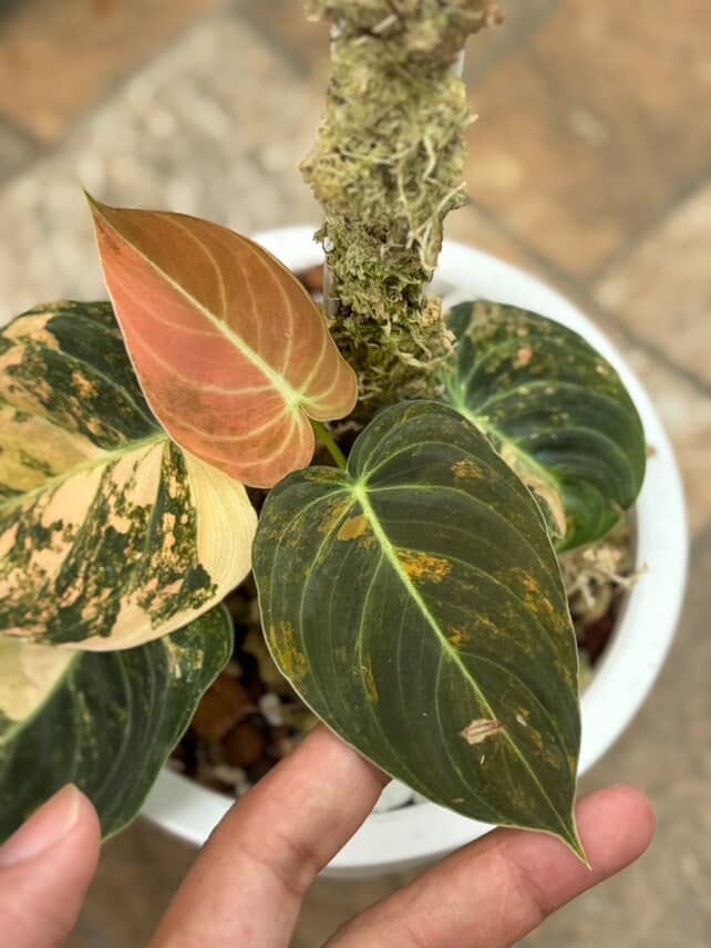 Philodendron Melano Orange Variegated | Melanochrysum Pink Variegated - Image 4