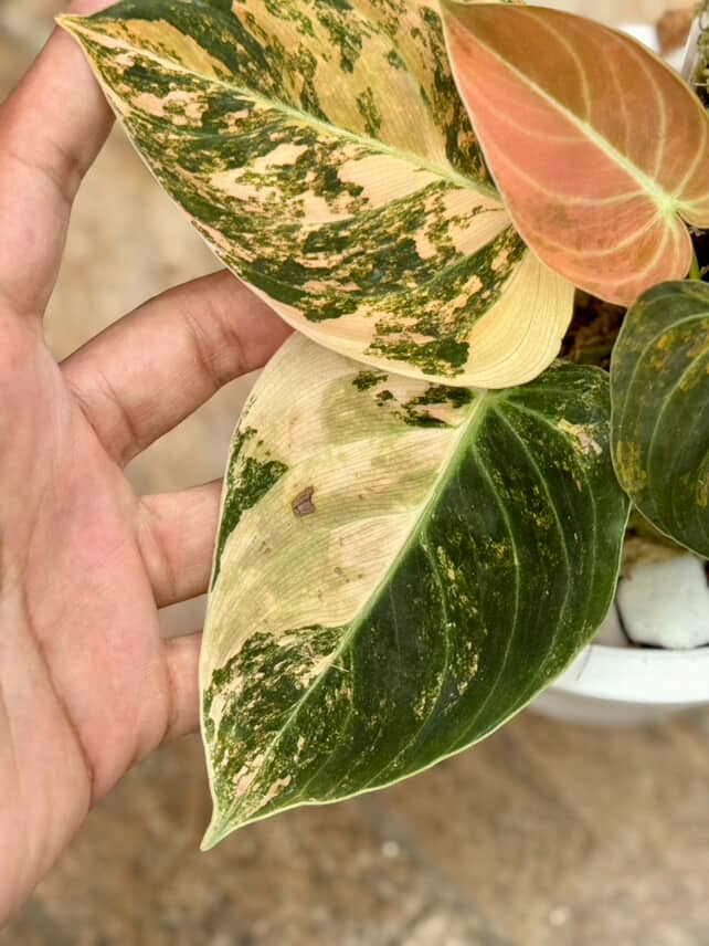 Philodendron Melano Orange Variegated | Melanochrysum Pink Variegated - Image 3