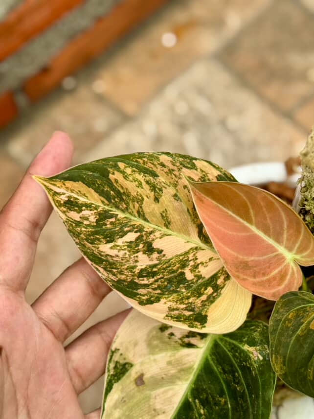 Philodendron Melano Orange Variegated | Melanochrysum Pink Variegated - Image 2