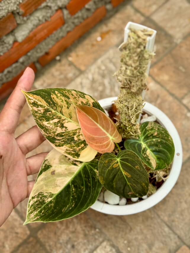 Philodendron Melano Orange Variegated