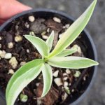 Philodendron Tortum variegated 3in 1