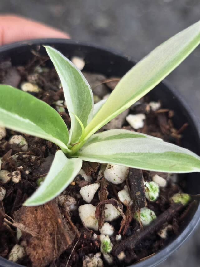 Philodendron Tortum variegated Rare - Image 5