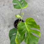 monstera green on green