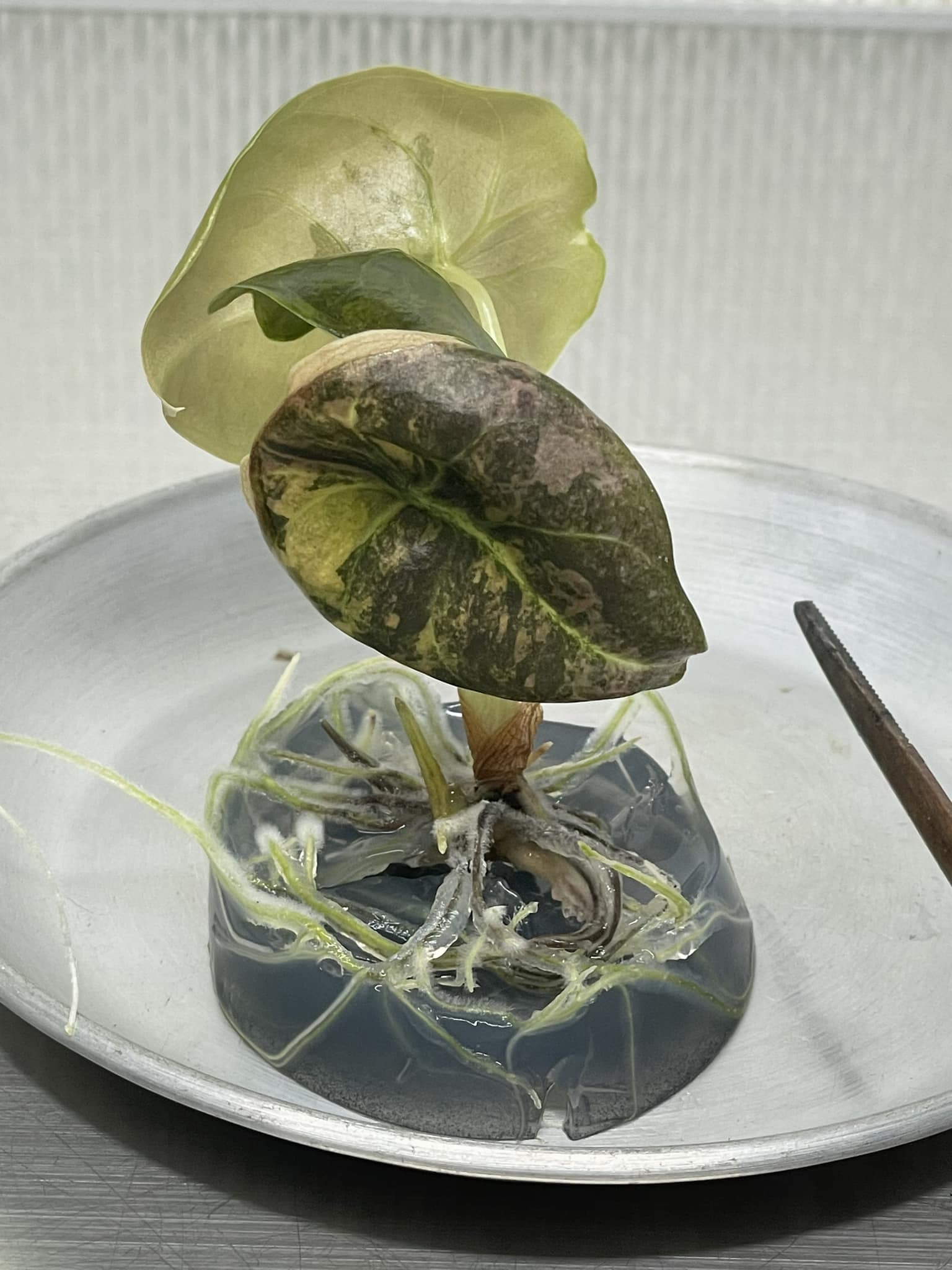 Alocasia cuprea pink mint