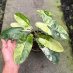 Philodendron Burle Marx Snow White Variegated