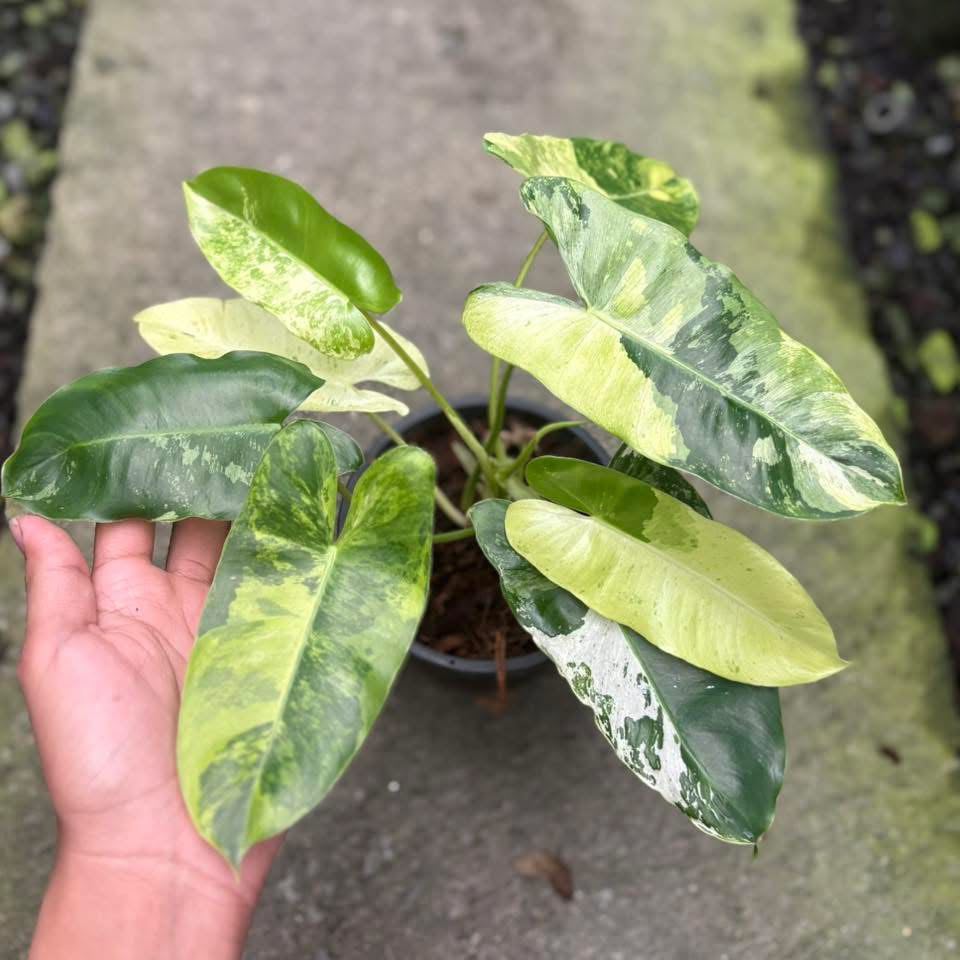 Philodendron Burle Marx Snow White Variegated