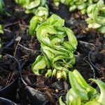 Hoya Compacta Inner Variegated