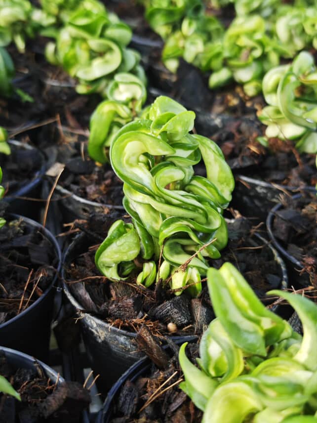 Hoya Compacta Inner Variegated