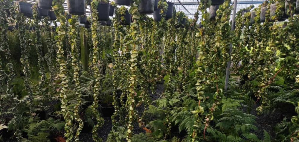 10 x Hoya Compacta Inner Variegated 4" - Image 3