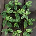 Monstera Adansonii European Mint Variegated