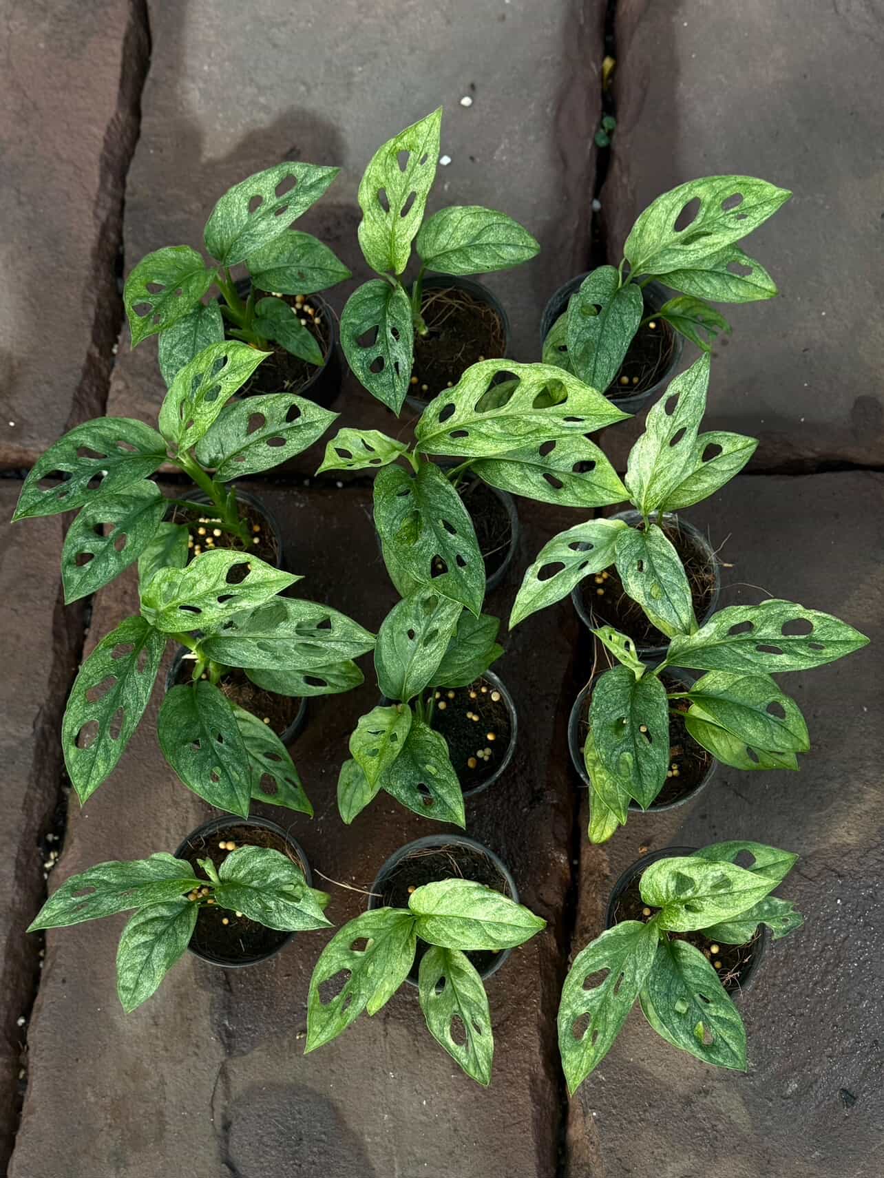 Monstera Adansonii European Mint Variegated