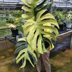 Monstera Mint large Form