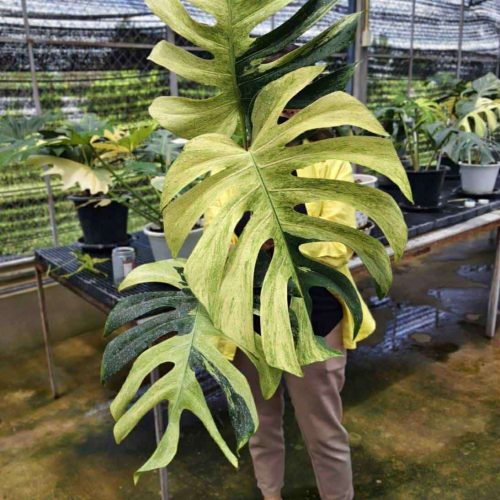 Monstera Mint large Form