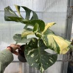 Monstera Thai Constellation Cup Form