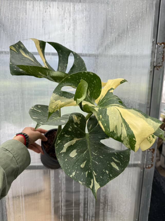 Monstera Thai Constellation Cup Form