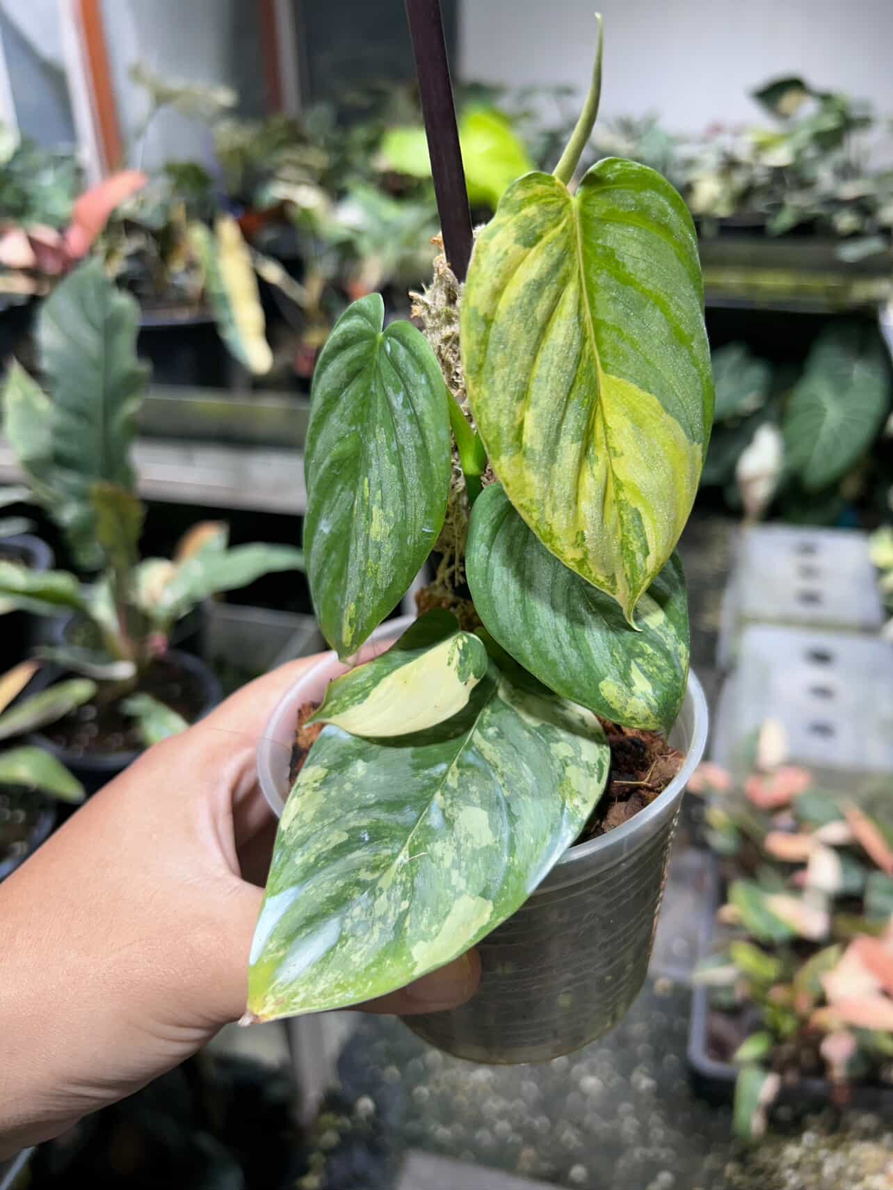 Philodendron Brandtianum Variegated