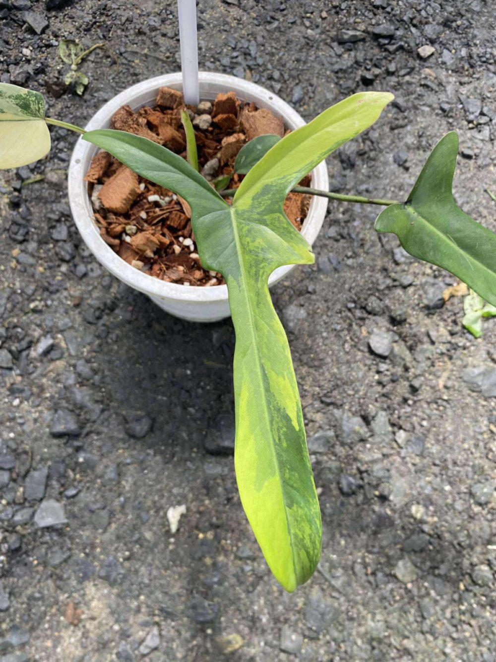 Philodendron Longilobatum variegated EXACT plant - Image 3