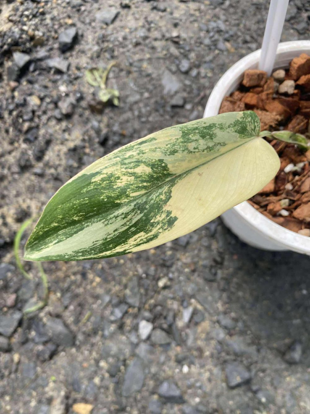 Philodendron Longilobatum variegated EXACT plant - Image 2