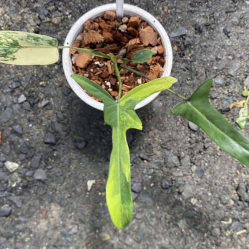 Philodendron Longilobatum variegated