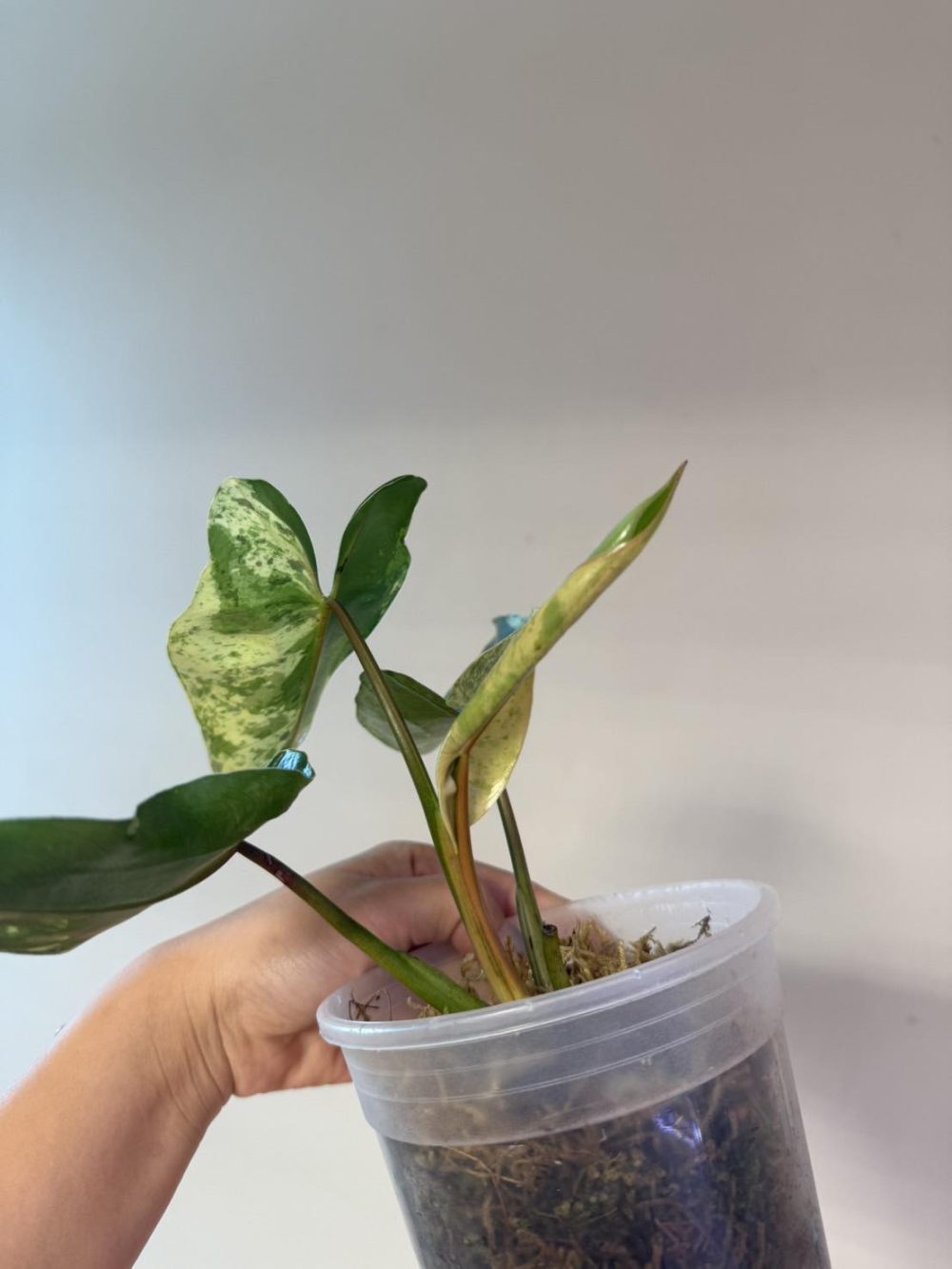 Philodendron ilsemanii variegated Exact Plant - Image 2