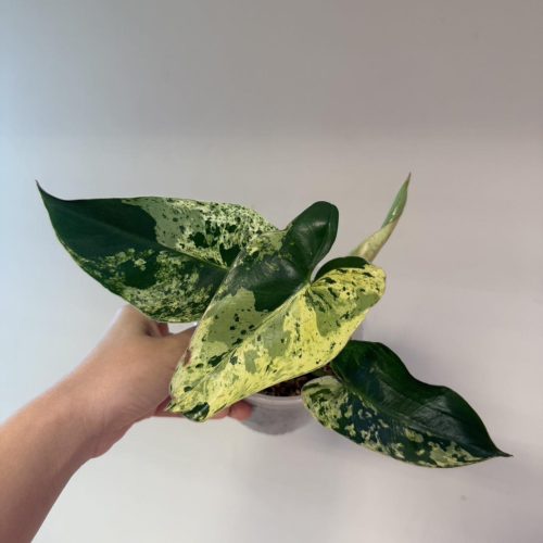 Philodendron ilsemanii variegated