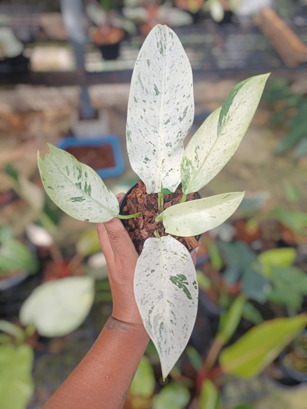 Philodendron orlando variegated - exact plant - Image 3