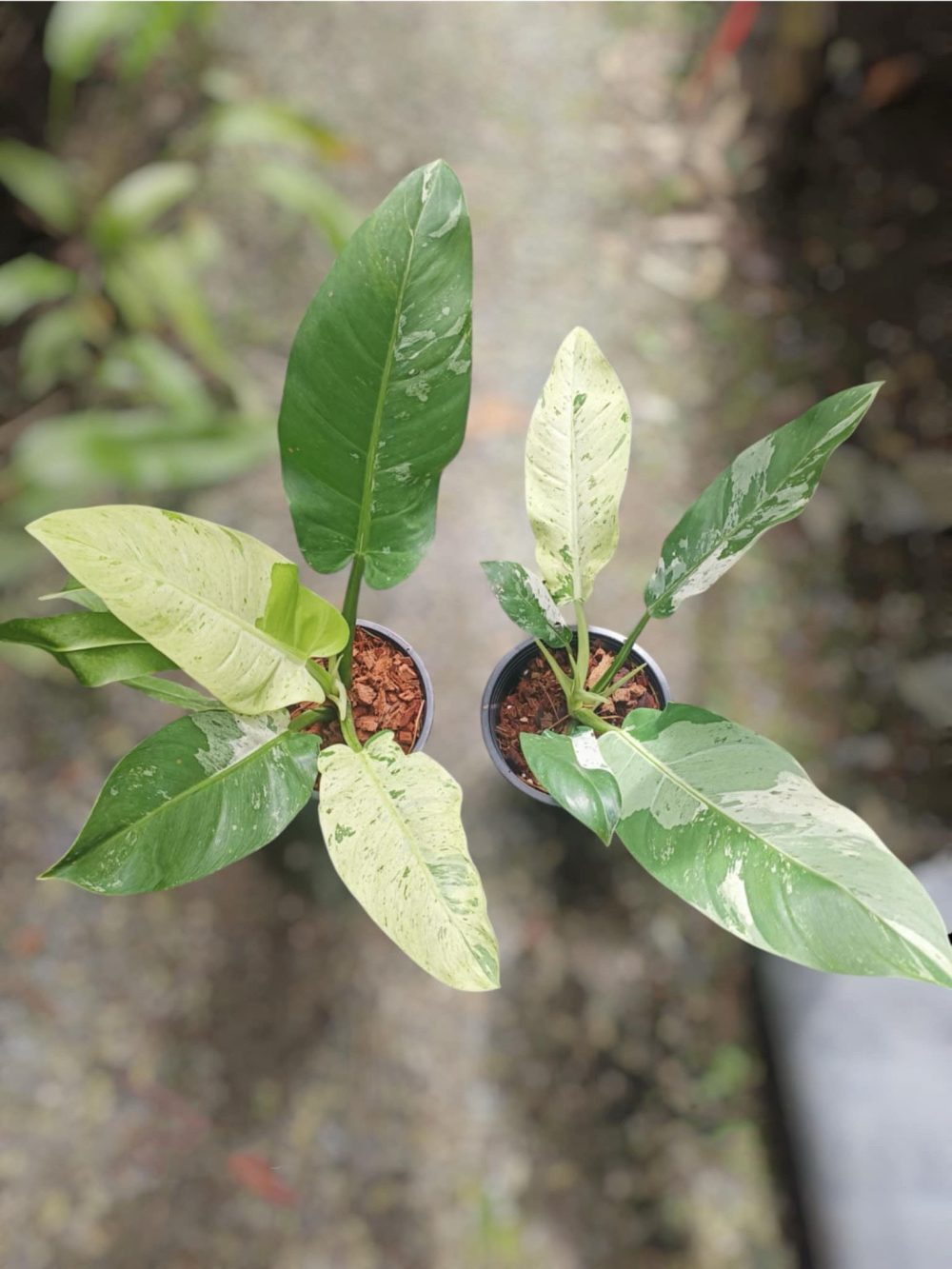 Philodendron orlando variegated - exact plant - Image 4