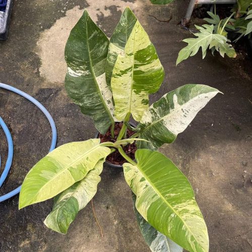 Philodendron orlando variegated