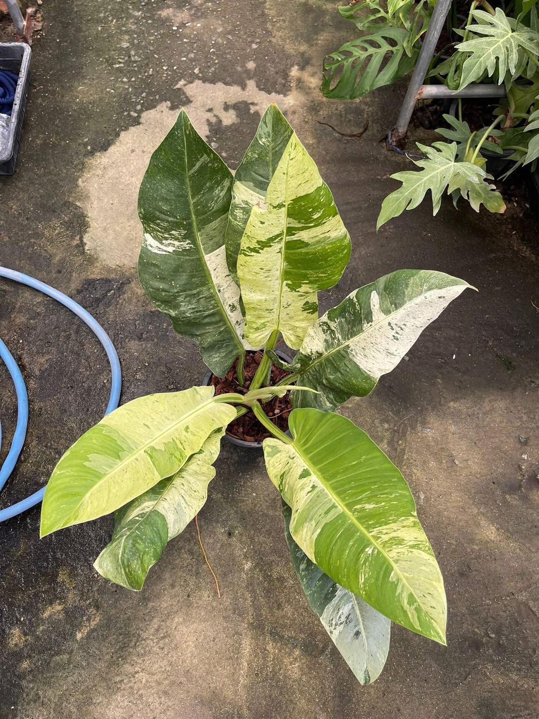 Philodendron orlando variegated