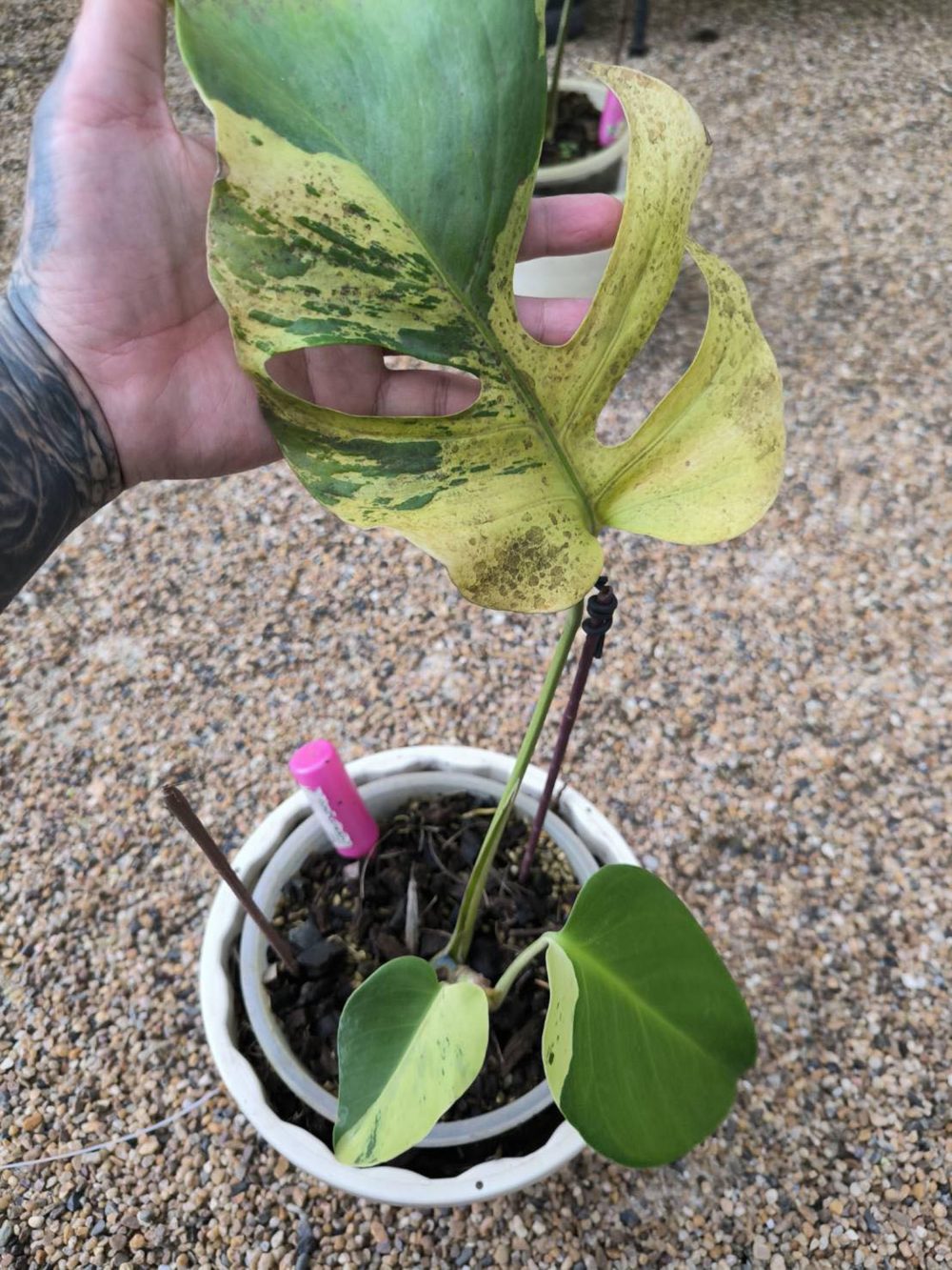 Monstera Deliciosa Light Lime Variegated - Exact Plant - Image 3