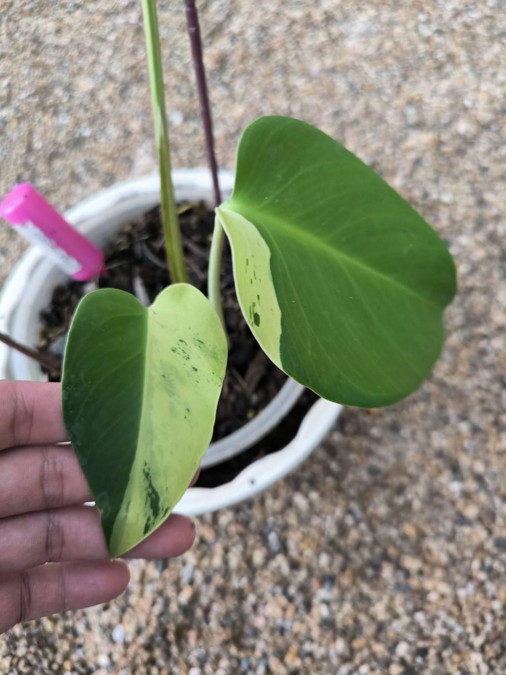 Monstera Deliciosa Light Lime Variegated - Exact Plant - Image 2