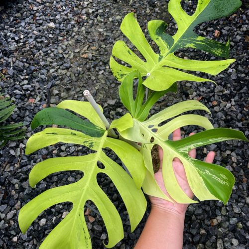 Monstera Deliciosa Light Lime