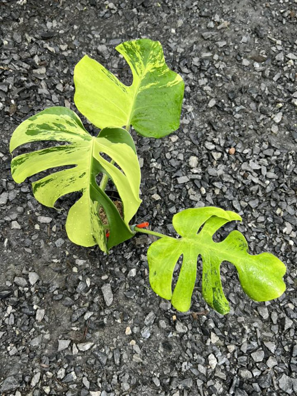 Monstera Deliciosa Light Lime Variegated - Exact Plant - Image 4