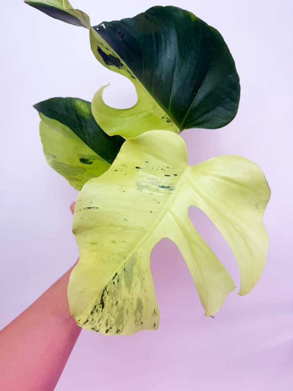 Monstera Deliciosa Light Lime Variegated - Exact Plant - Image 5