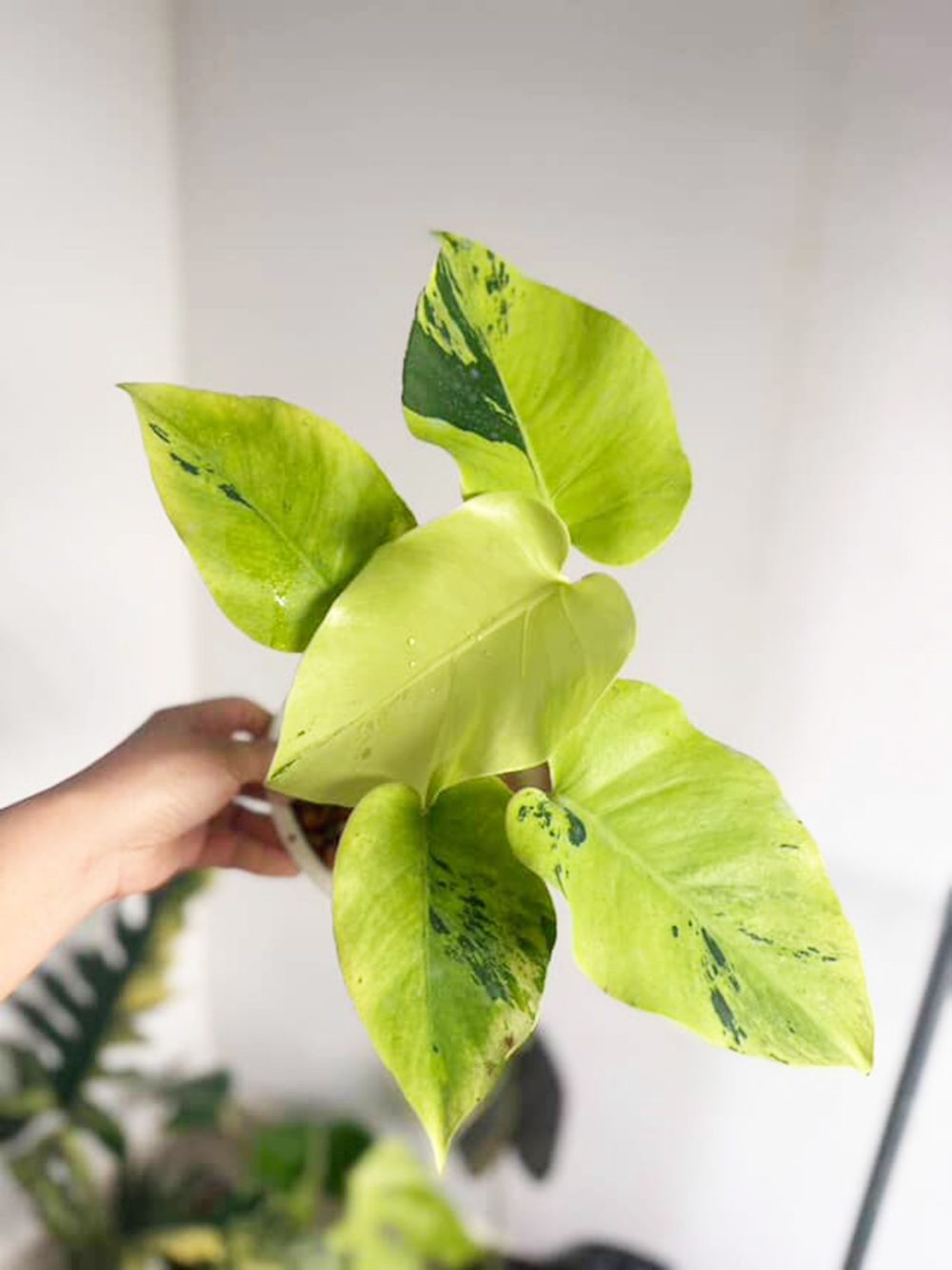 Monstera Deliciosa Light Lime Variegated - Exact Plant - Image 6