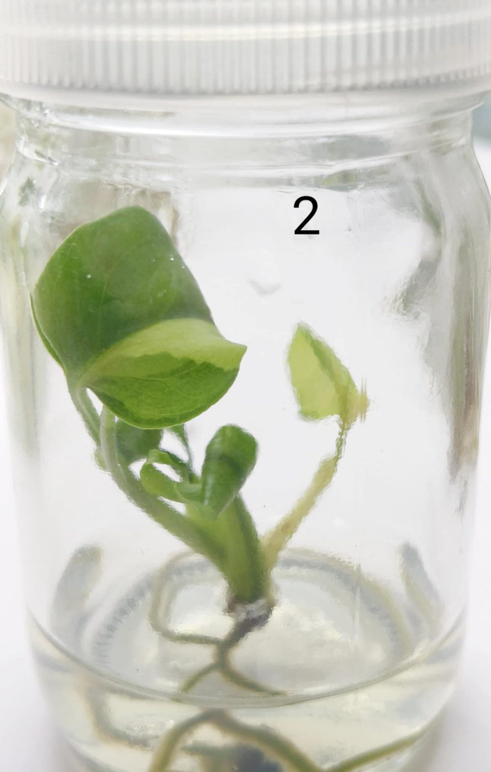 Tissue Culture - Monstera deliciosa mutation No.ID - Image 6