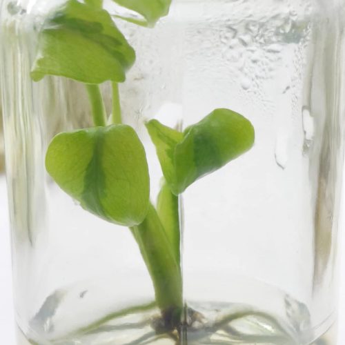 Tissue Culture - Monstera deliciosa mutation No.ID