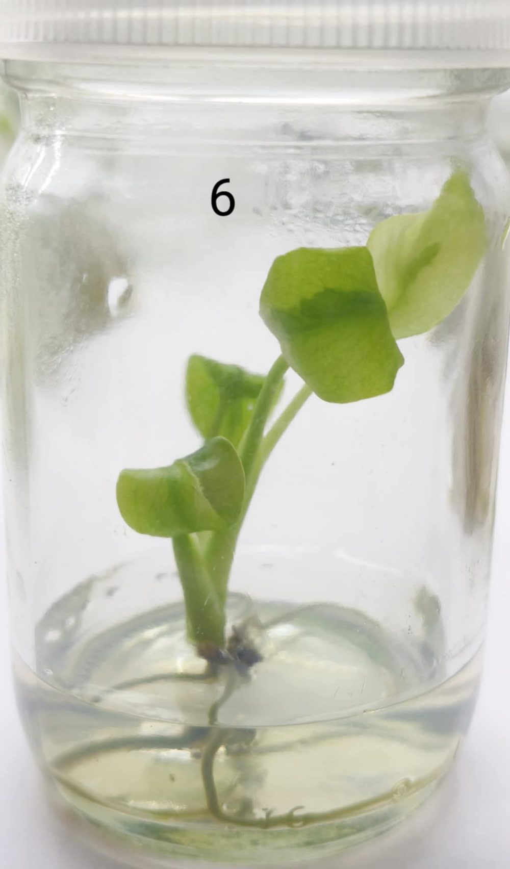 Tissue Culture - Monstera deliciosa mutation No.ID - Image 4