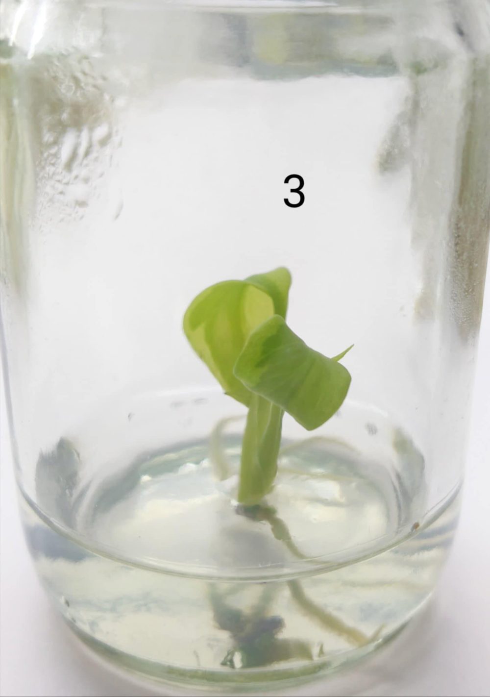 Tissue Culture - Monstera deliciosa mutation No.ID - Image 2