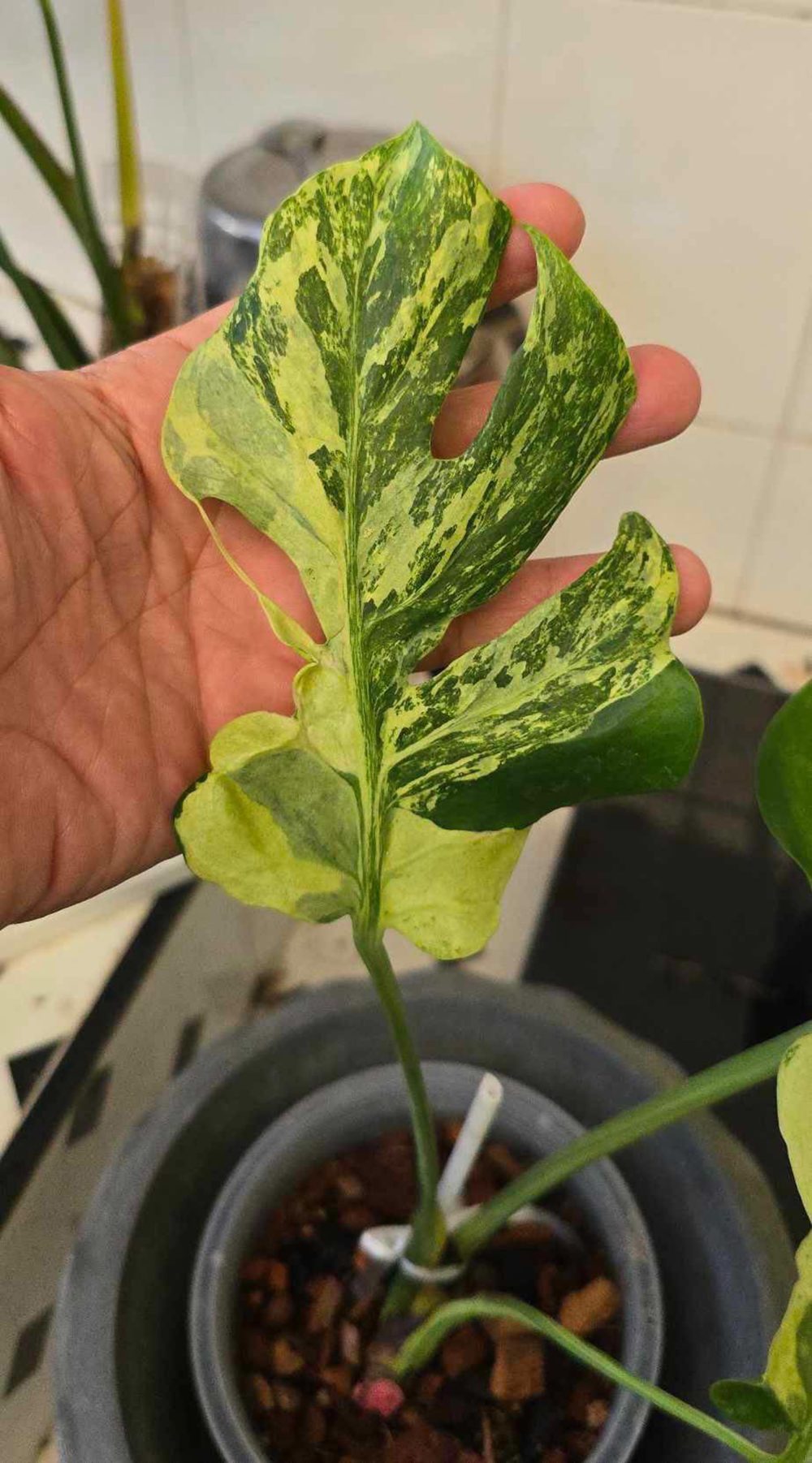 Monstera Ocean Lava - Super Rare (exact pics) - Image 5