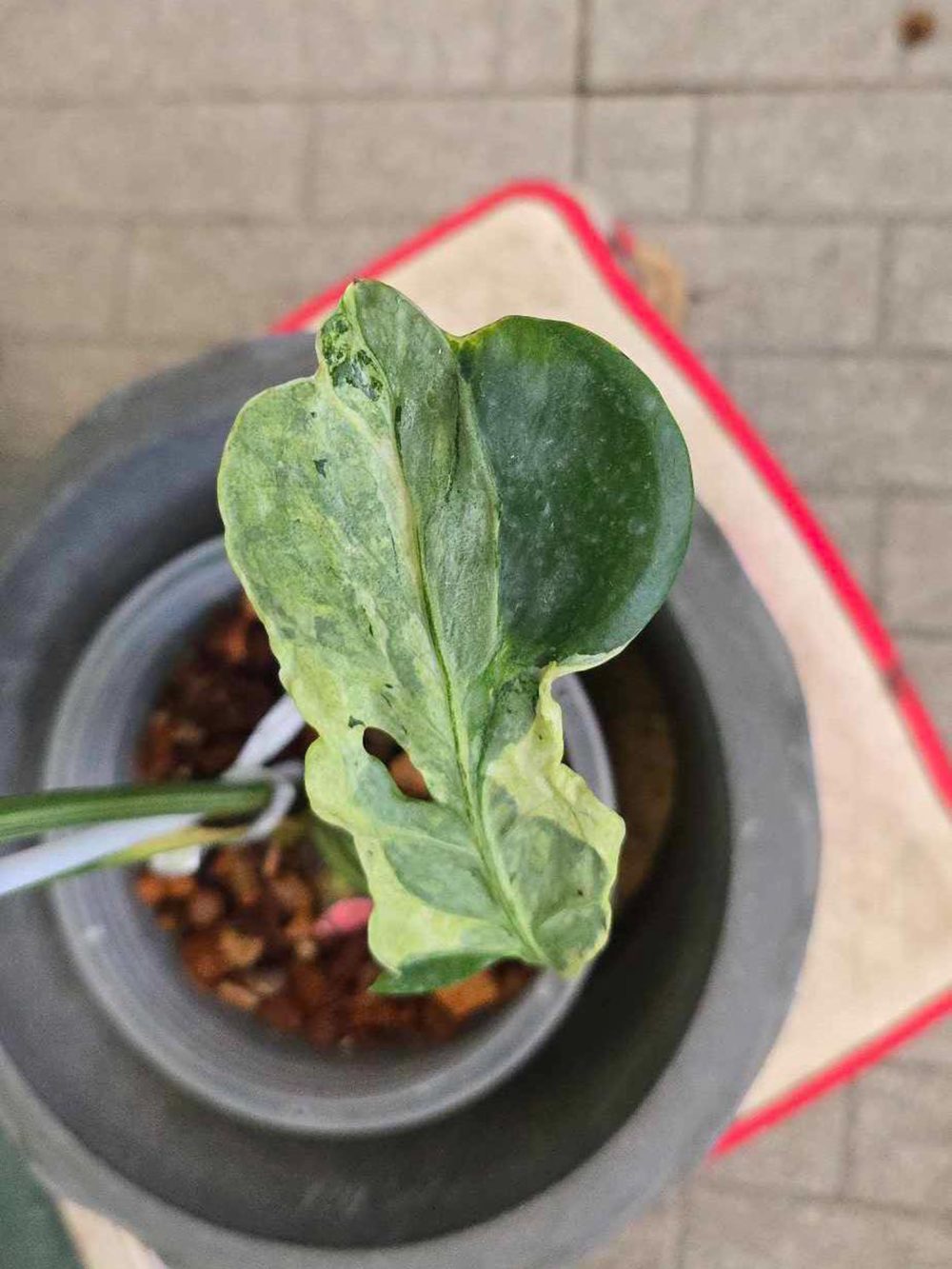 Monstera Ocean Lava - Super Rare (exact pics) - Image 4